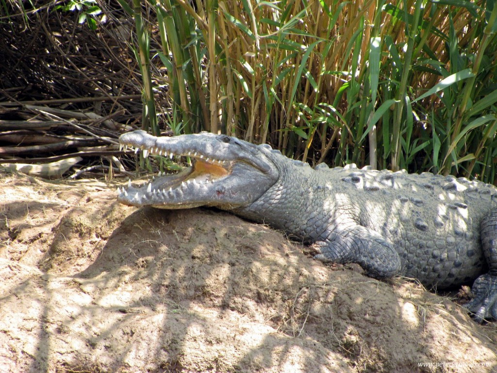 Crododile in Cañón del Sumidero