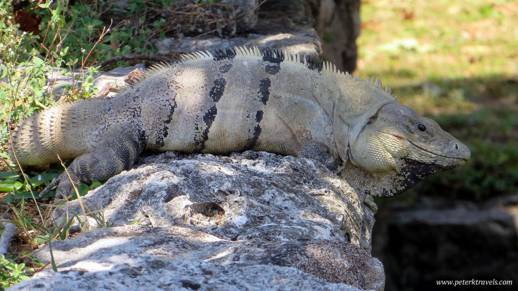 Iguana at Mayapan