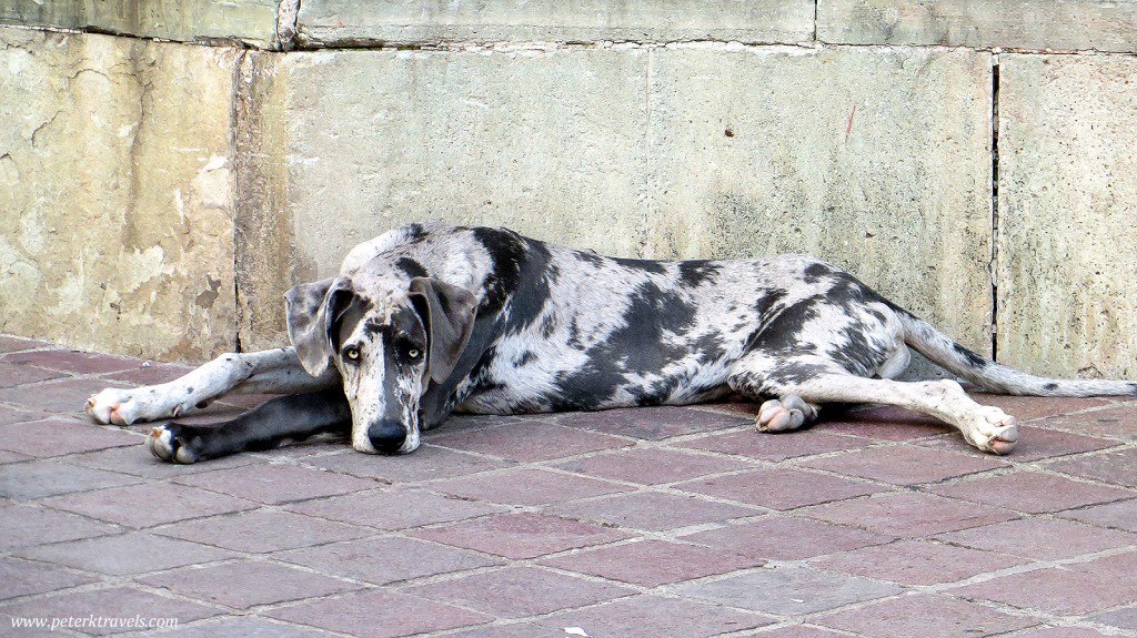 Dog in Guanajuato