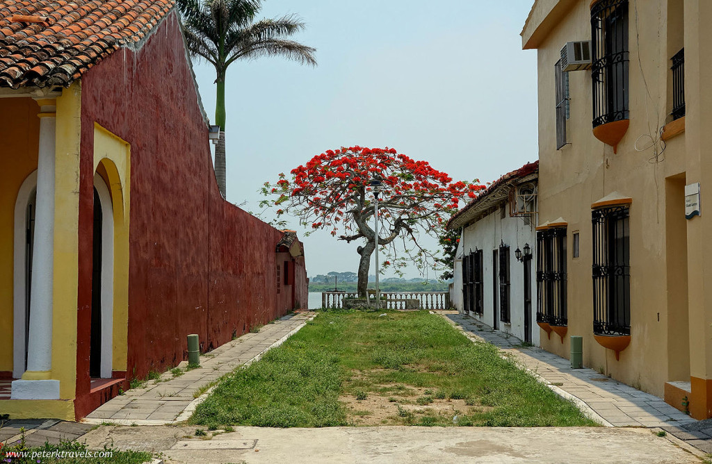 Beautiful tree between homes, Tlacotalpan