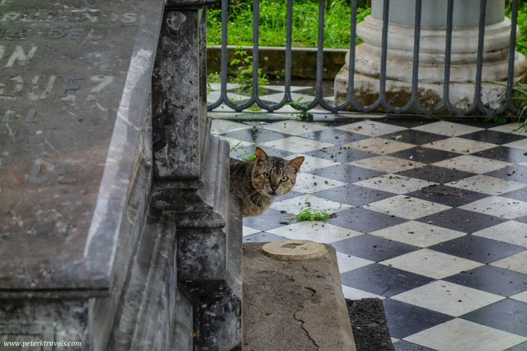 Curious Cat, Antiguo Panteón de Xalapa