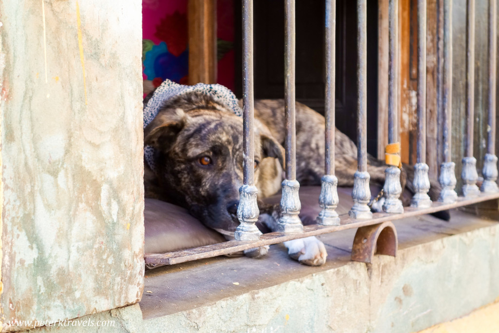 Sleepy guard dog, Guanajuato