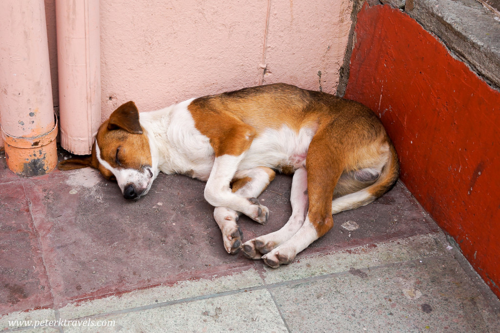 This dog is tired out, Guanajuato