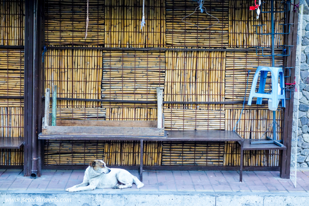 Dog, Panajachel Guatemala