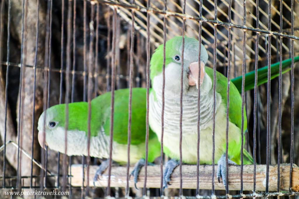 Birds, Puerto Vallarta