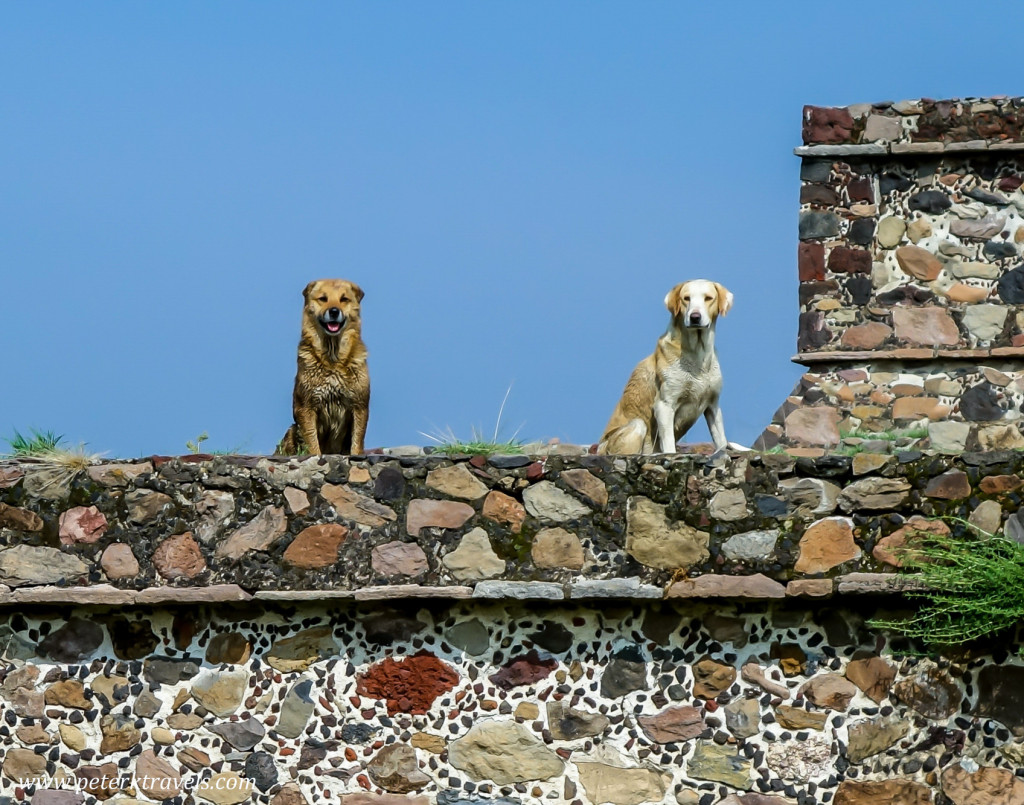 Dogs of Teotihuacan.