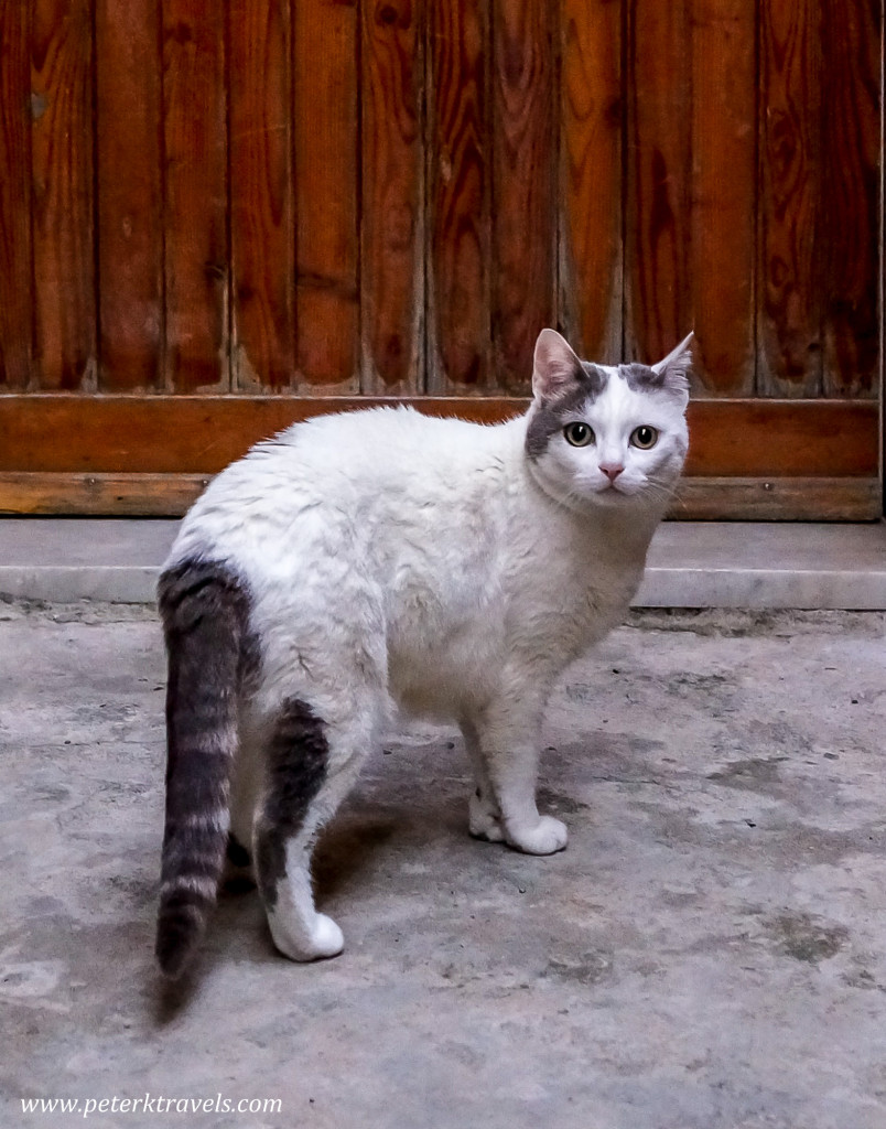 Cat in Vernazza, Italy.