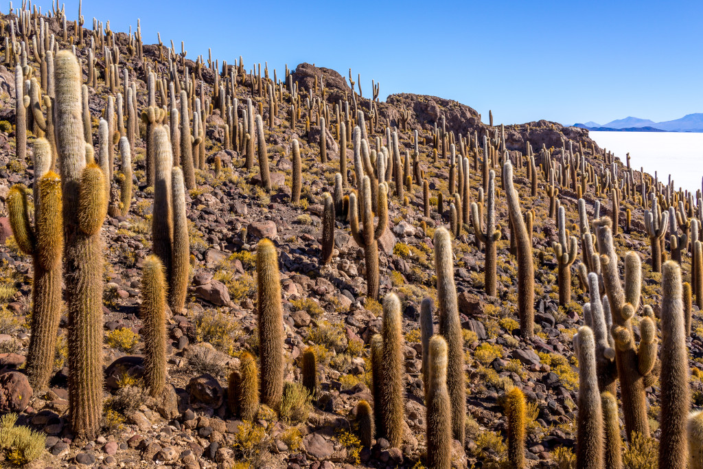 Isla Incahuasi, Salar de Uyuni