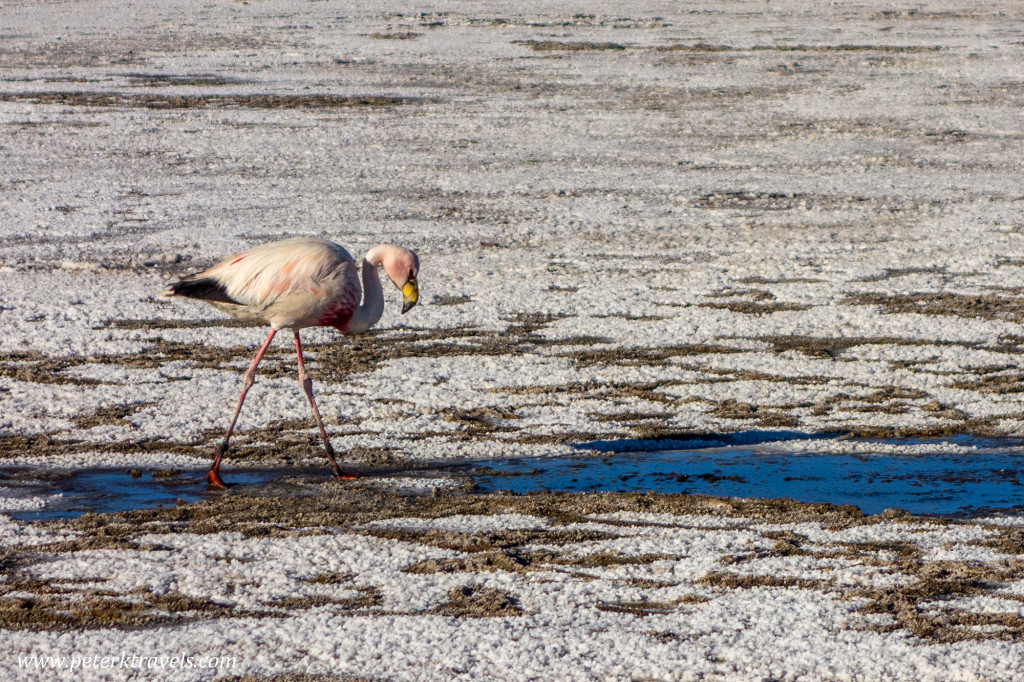 Flamingo, Salar de Uyuni.