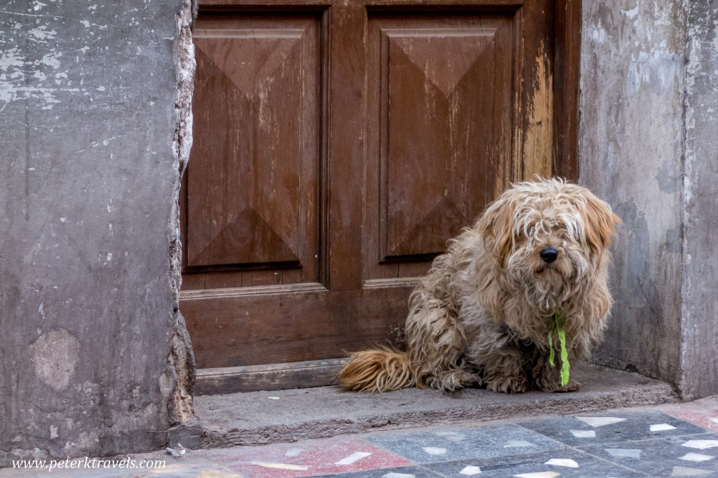 Dog, Potosi