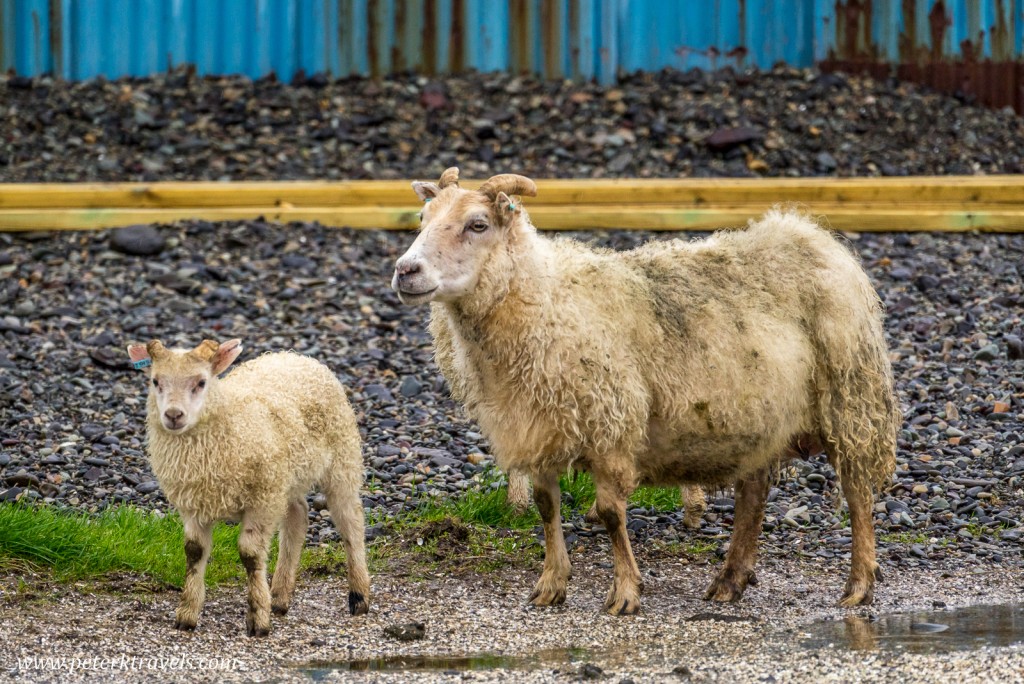 Sheep, Iceland