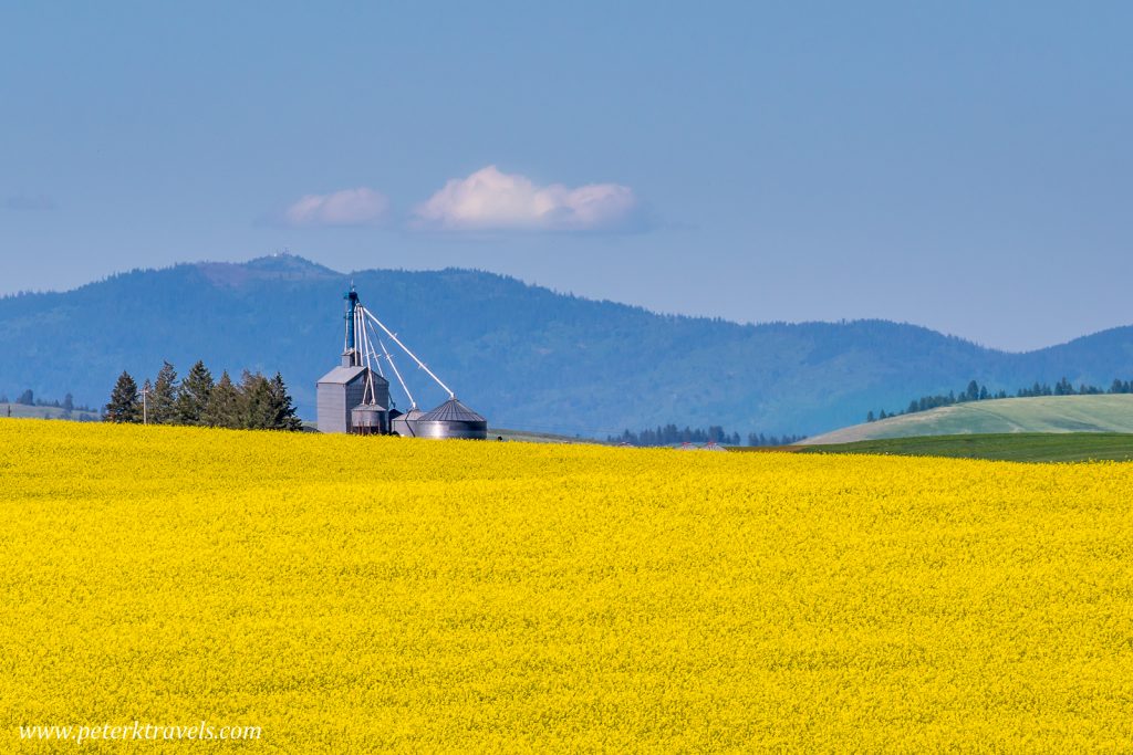 Canola field, the Palouse.