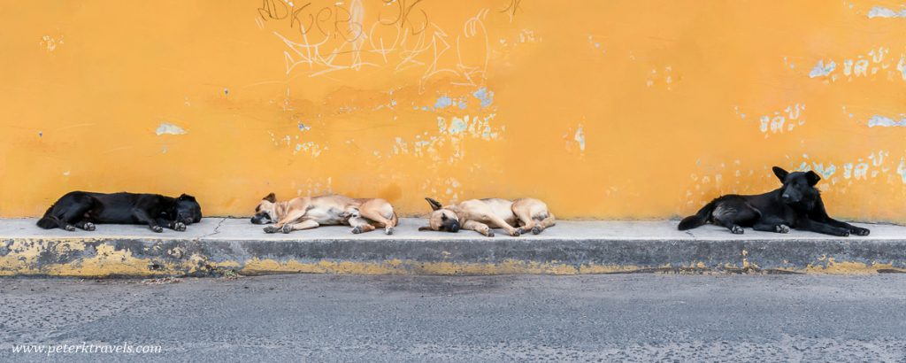 Dogs of Cholula