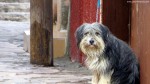 Dog in Zacatecas